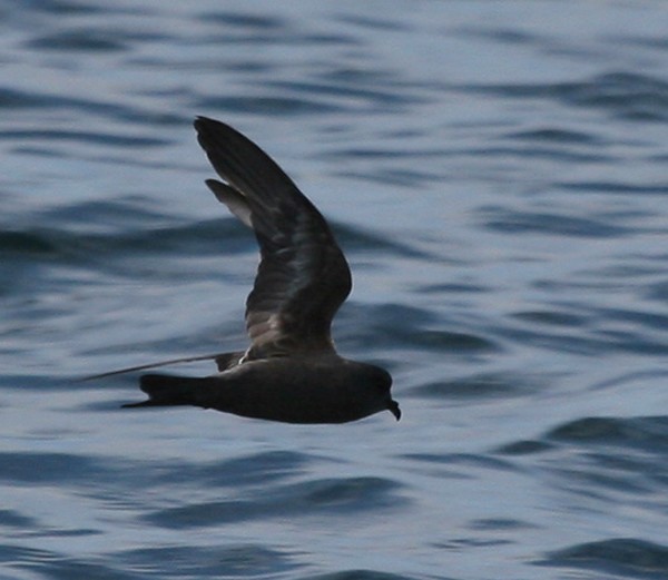 Ashy Storm-Petrel